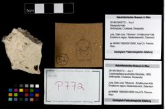 Foto (Objekt + Etikett) von Cracensigillatus acutirostris (Moericke, 1889)  (NHMW-GEO-2014-0194-0772)